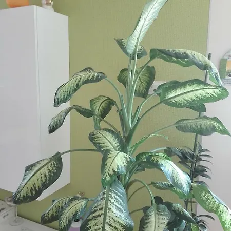 Astonishing View Spalato