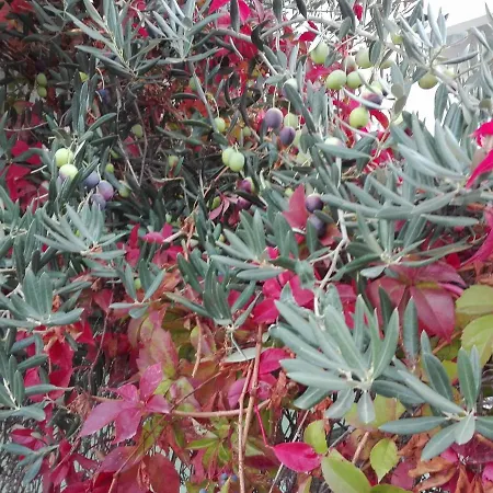 Astonishing View Spalato