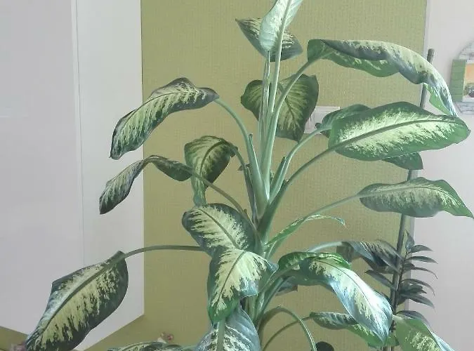 Astonishing View Split