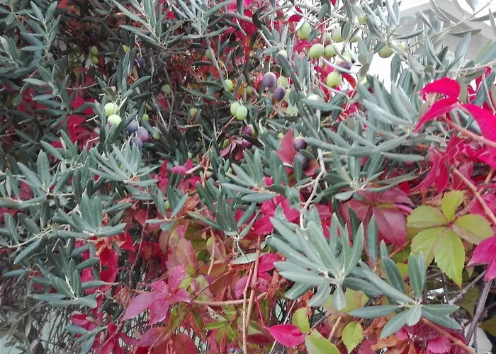 Astonishing View 斯普利特